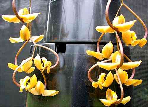 Gongora galeata 